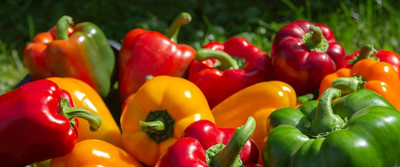 KNESSiN High Yield Mixed Bellboy Capsicum Vegetable Seeds For Planting-(50 Seeds) Seed(50 per packet)