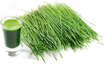 CRGO BLACK WHEATGRASS , KALA GEHUN Seed(800 per packet)