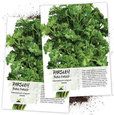 WILLVINE Triple Curled Parsley (Petroselinum crispum)-2 x Packet Seed(200 per packet)