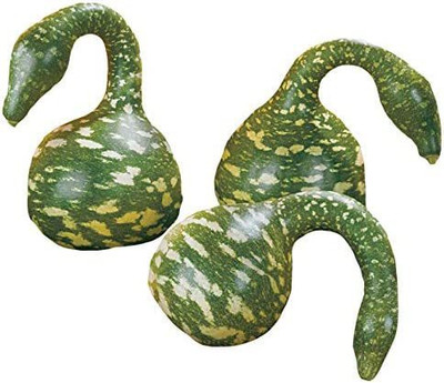 CYBEXIS TLX-75 - Speckled Swan Gourd - (900 Seeds) Seed(900 per packet)