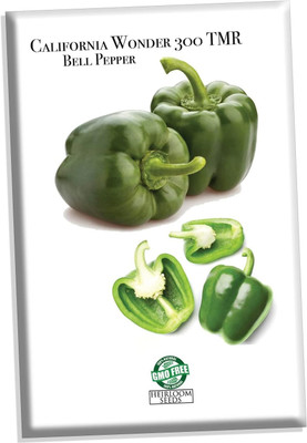 KNESSiN Capsicum California Wonder 300 TMR Seeds-[600mg] Seed(100 per packet)