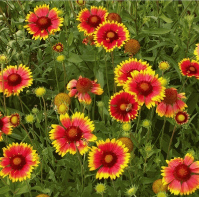 Quentova Gaillardia aristata Seed(40 per packet)