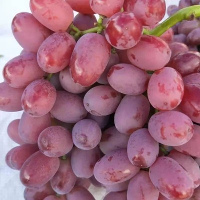 Quentova Red Flame Grapes-XII-3Z Seed(100 per packet)