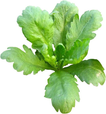CYBEXIS LX-81 - Large Leaves (Chrysanthemum Coronarium) - (90 Seeds) Seed(90 per packet)