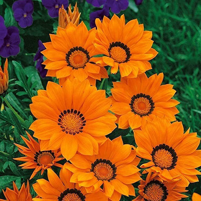 MAA Gazania Seed(10 per packet)