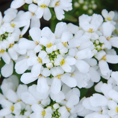 CEZIUS Iberis 'Snowsation' CANDYTUFT Seed(60 per packet)