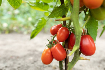 MSG tomato Seed(150 per packet)