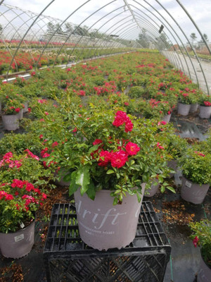 VibeX ® XXL-365 Red Drift Rose, double red Seed(50 per packet)