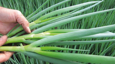 Biosnyg Non GMO Giant Piero Green Onion Vegetable Seeds for Garden-(750 Seeds) Seed(750 per packet)