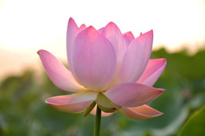 SHREE BALA JI VENTURES lotus,kamal gatta Seed(14 per packet)