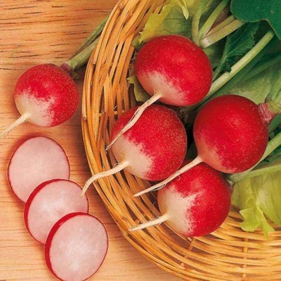 KNESSiN Radish Seed(1250 per packet)