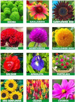 BHUSAN 10 Varieties Flower Seeds For Summer Season Seed(3350 per packet)