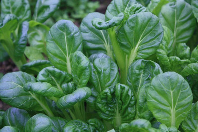 KNESSiN Choy Sum Seed(1250 per packet)