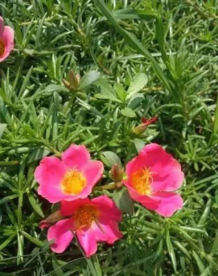 Aywal 12'o Clock Flower Seed(20 per packet)