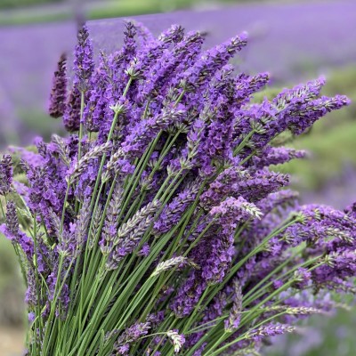 Quentova Organic Lavender Herb/Flower Plant-VII-7A Seed(50 per packet)