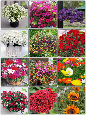 LPR MIX COMBO, FLOWER COMBOO Seed(20 per packet)