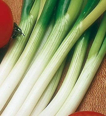 CYBEXIS Seeds of Vegetable Spring Onion Ramrod1000 Seeds Seed(1000 per packet)