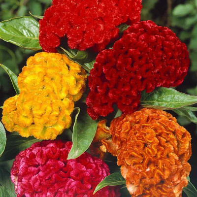 Lorvox HYBRID SEEDS COCKSCOMB Seed(30 per packet)