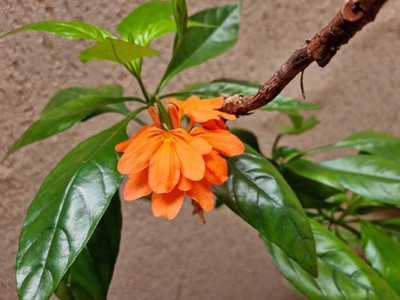 Kritharth Creation kanakambaram-firecracker-crossandra Seed(80 per packet)