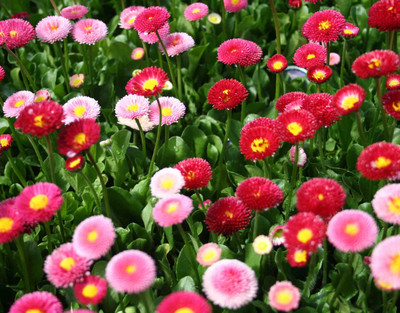 VibeX XLL-1 - Daisy - Red Mixed Flower - (180 Seeds) Seed(180 per packet)