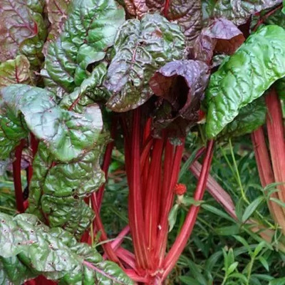 MAA Swiss Chard, Chard Seed(50 per packet)
