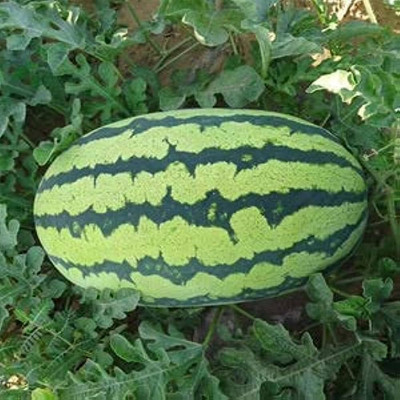 wequality hybrid watermelon seeds/watermelon seed 79 Seed(79 per packet)