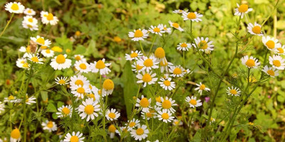 CYBEXIS VXI-2 - Chamomile German - (2250 Seeds) Seed(2250 per packet)