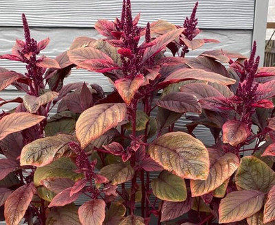 the green dotcom hybrid spinach seeds /red spinach seeds 94 Seed(94 per packet)