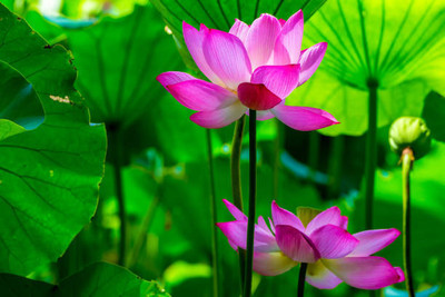 BEEJ TANTRA lotus,kamal gatta Seed(10 per packet)