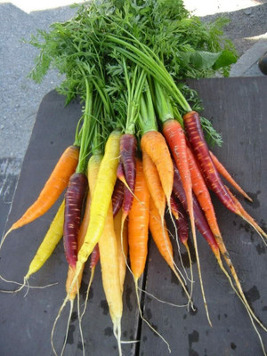 DROXTY CARROT Seed(200 per packet)