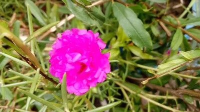 Mozette Exotic portulaca Seed(18 per packet)