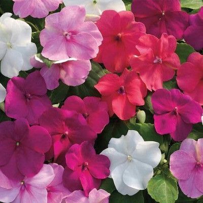 Lorvox Balsam Tom Samb from Russia Seed(20 per packet)