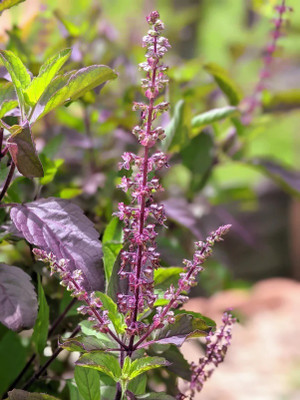 Quentova Holy Tulsi Basil 'Krishna' (Ocimum sanctum)-KGF-5Y Seed(200 per packet)