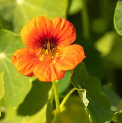 Aro Nasturtium Seed(10 per packet)