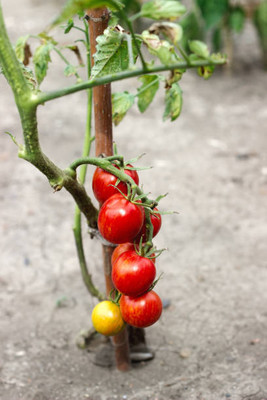 ROOTGROW tomato Seed(135 per packet)