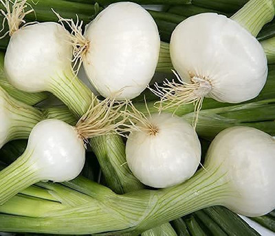 VibeX ® VXI-398 Onion Short-Day Crystal White Wax Seed(1000 per packet)