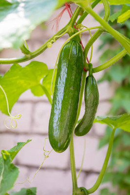 AFARTIOBINA 105 Pc Cucumber Seeds Seed(105 per packet)