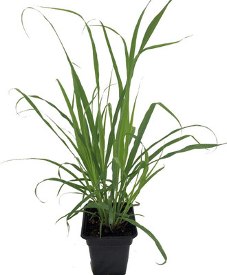 VibeX LXI-39 - Lemon Grass Mosquito Insect Repellent - (2250 Seeds) Seed(2250 per packet)