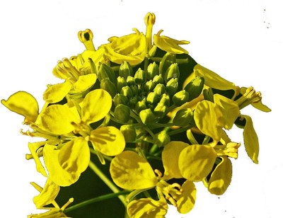 Qualtivate HUA-2A Yellow Mustard Non GMO Seeds Seed(300 per packet)