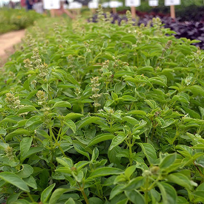 WILLVINE Basil, Lime Herb Seed - Heirloom Non-GMO, Open Pollinated-[2000 Seeds] Seed(2000 per packet)