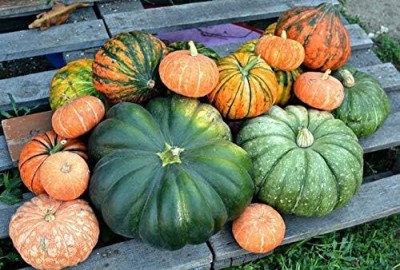 Qualtivate XXX-8A Pumpkin Seven Mix Ornamental Seeds Seed(50 per packet)