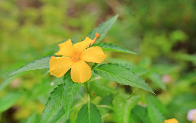 ANDARISTORE kanakambaram-firecracker-crossandra Seed(34 per packet)