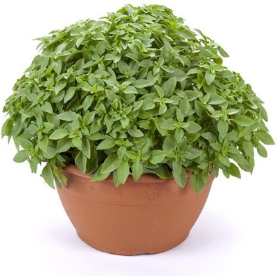 Qualtivate LX-22 Dwarf Greek Basil Seed(1000 per packet)