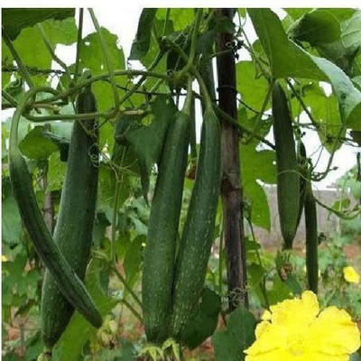 VibeX VXI-19 - Sponge Gourd Vegetable - (100 Seeds) Seed(100 per packet)