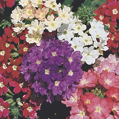 Quentova Verbena Seeds - Compacta Mix-DLX-10X Seed(75 per packet)