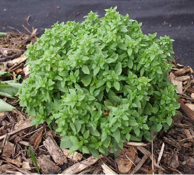 WILLVINE XLR-15 Spicy Globe Basil Herb Seed(1000 per packet)