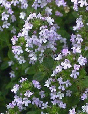 VibeX NBIR-76 - Lemon Thyme Thymus Citriodorus - (150 Seeds) Seed(150 per packet)
