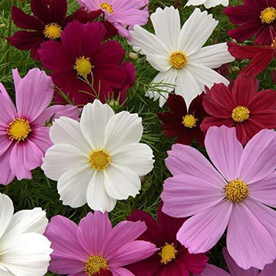 Lorvox Double Click Cranberries' Seeds. Cosmos Cranberries Seed(13 per packet)