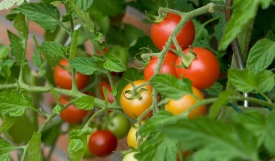 KNESSiN Pusa Ruby Hybrid Tomato-{800 Seeds} Seed(800 per packet)