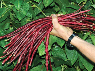 DIVINE BEANS Seed(100 per packet)
